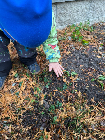 Společné sázení darovaných krokusů od našeho města :-).
